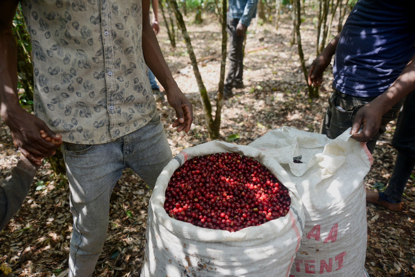 Markoffie Ethiopië Alemayehu Daniel - Markoffie